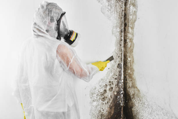 Best Office Mold Removal Services  in Emah, OK