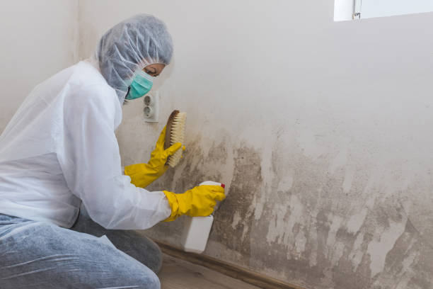 Best Commercial Mold Removal  in Emah, OK